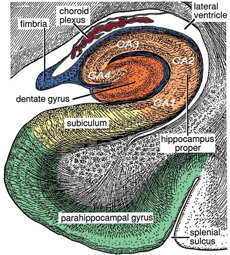 Hippocamoal Formation