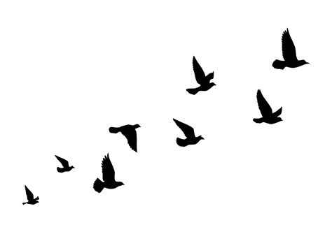 Flying birds silhouettes on white background. Vector illustration. isolated bird flying. tattoo ...