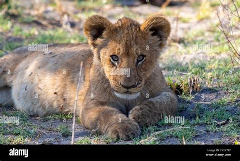 A lion cub watches its natural habitat from the shade of a bush on the African plain Stock Photo ...