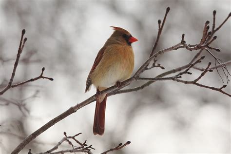 "Perched Female Red Cardinal" by Debbie Oppermann | Redbubble