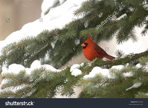 664 Cardinal Snowy Branch Images, Stock Photos & Vectors | Shutterstock