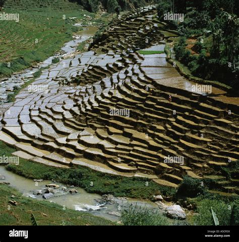 Terraced rice paddies Sri Lanka Stock Photo - Alamy