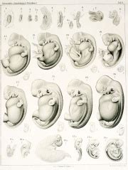 Pig Development - Embryology