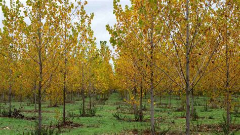 Poplar Tree Guide: 10 Most Popular Types of Poplar Trees