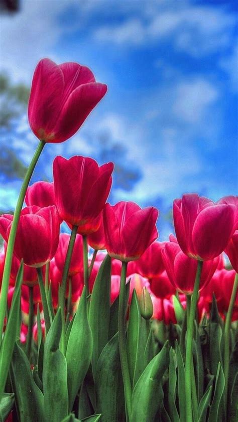 Wallpaper iPhone/beautiful nature/tulips ⚪️ | Spring flowers wallpaper, Beautiful flowers ...