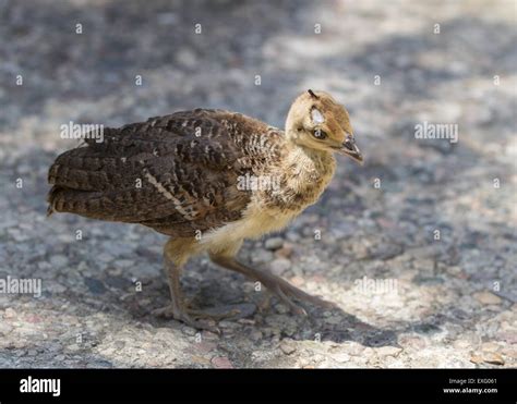 Baby peacock – peafowl – chicks Stock Photo - Alamy