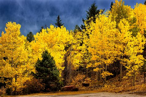 Aspens in Fall Color with Storm Clouds a color photographic fine art print for sale of s stand ...