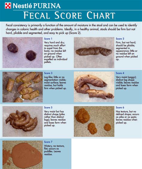 | fecal-chartNewstead Veterinary Services