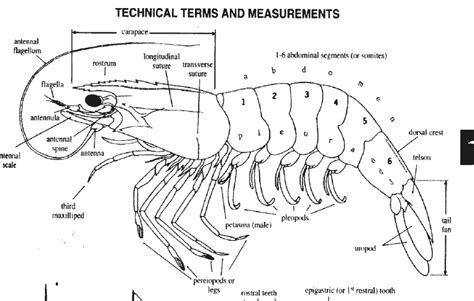 Anatomy of the shrimp | Download Scientific Diagram