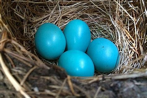 Why Are Robin Eggs Blue?