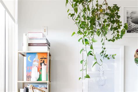 The Best Indoor Vining Plants | Apartment Therapy