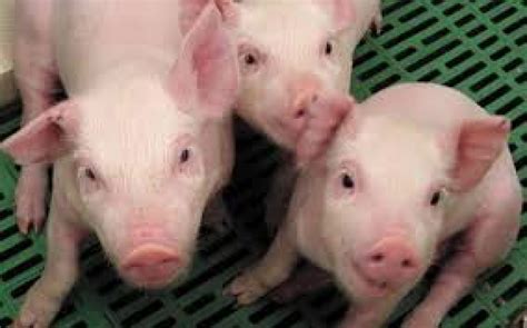 US FDA nod for genetically modified pigs