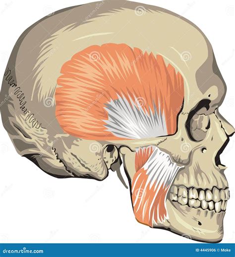 Royalty Free Stock Image: Human skull muscles. Image: 4445906