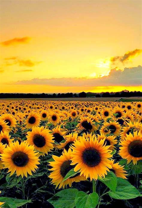 Discover 87+ aesthetic sunflower sunset wallpaper super hot - in.coedo.com.vn