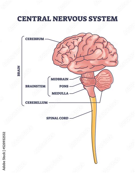 Brain Stem Anatomy Model