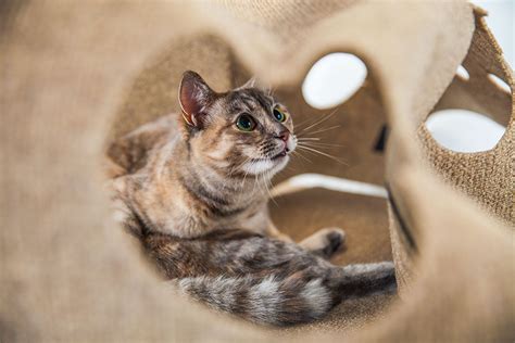 The 7 Best Interactive Cat Toys