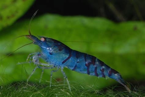 17 Types Of Freshwater Aquarium Shrimp You Need To See