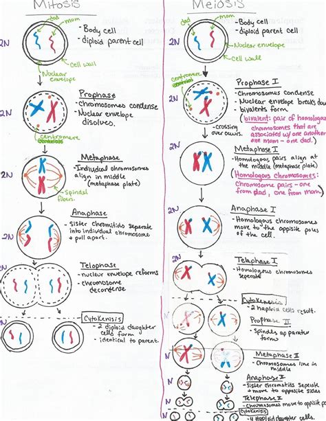 Summary Of Mitosis And Meiosis Coloring Sheet