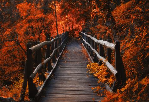 Orange Leaves Bridge Wallpaper,HD Nature Wallpapers,4k Wallpapers,Images,Backgrounds,Photos and ...