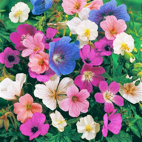 Hardy Geranium Mixture - Pink, Blue, Purple | Breck's