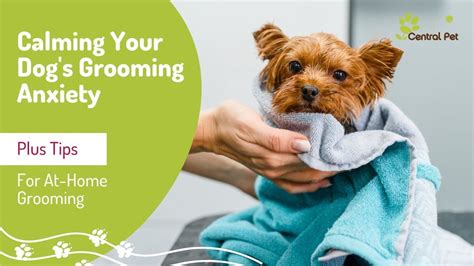 How to Calm Your Dog's Grooming Anxiety PLUS At-Home Dog Grooming Tips