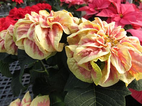 new poinsettia varieties