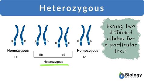 Heterozygous - Definition and Examples - Biology Online Dictionary