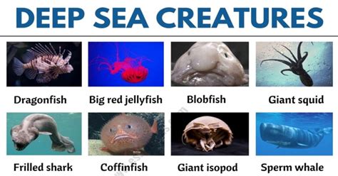 Deep Sea Creatures: List of 25+ Creatures that Live in Deep Ocean - ESL Forums