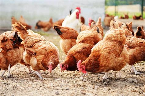 How to Start Lucrative Poultry Farming in Nigeria (Best Guide)