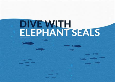 Dive with Elephant Seals: Animated Journey on Behance