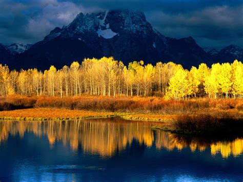 Aspen Tree Wallpaper - WallpaperSafari