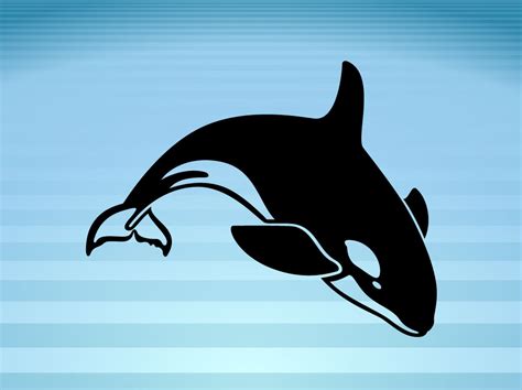 Killer Whale Vector Art & Graphics | freevector.com