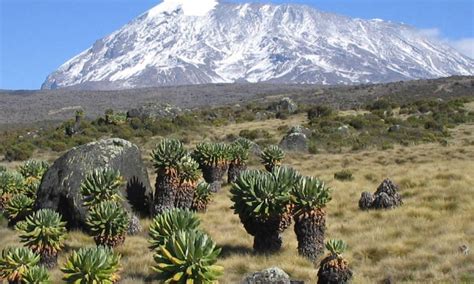 The Snows of Mount Kilimanjaro | Mount Kilimanjaro National Park