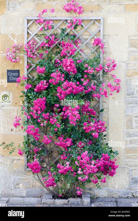 pink climbing roses on a trellis Stock Photo - Alamy