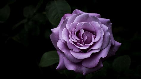 Purple Rose HD Wallpapers | HD Wallpapers | ID #32626