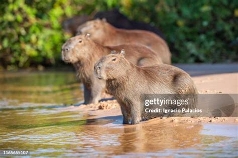 1,836 Capybara Stock Photos, High-Res Pictures, and Images - Getty Images