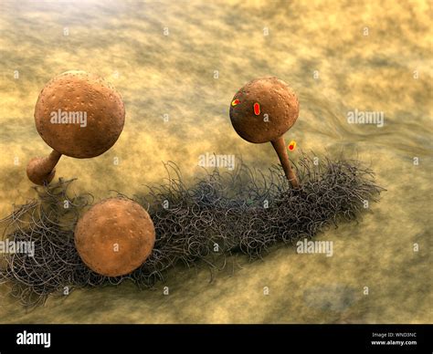 mycelium, fungus spores, Mold spores, fungus on the leather surface, landscape of microworld ...