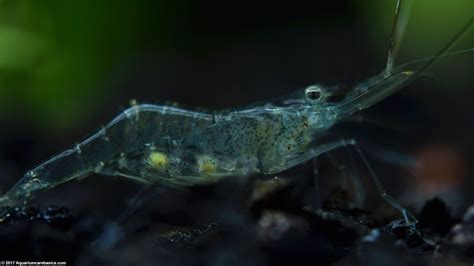 Ghost Shrimp Care, Food, Lifespan, Habitat - Video