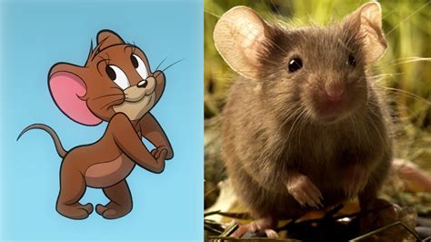 Tom And Jerry Characters In Real Life - Infoupdate.org