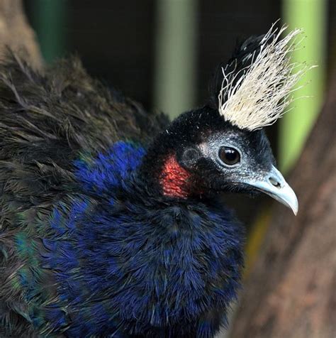 Congo Peafowl | Bird | Information and Pictures - Amazing Pets For You