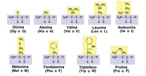 Tabla de aminoácidos: funciones, tipos y características