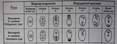 Female Gametophyte: The Embryo Sac with Its Types : Plantlet