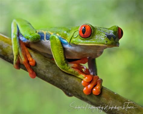 Costa Rican Red Eyed Tree Frog posing in wildlife photography se - Shetzers Photography