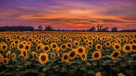 Download wallpaper 1366x768 sunflowers, field, sunset, sky, clouds tablet, laptop hd background ...