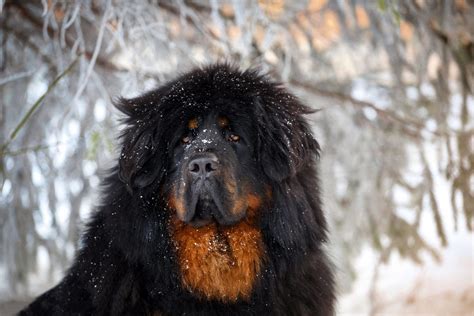 Tibetan Mastiff - born defender - WARSAW DOG