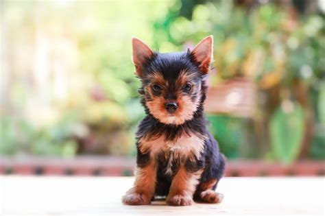 Teacup Yorkie Price - Photos All Recommendation