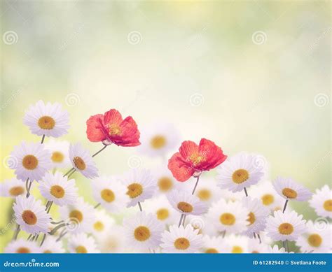 Daisy And Poppy Flowers Stock Photo - Image: 61282940