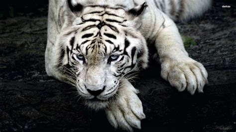 White Tiger HD Wallpapers - Wallpaper Cave