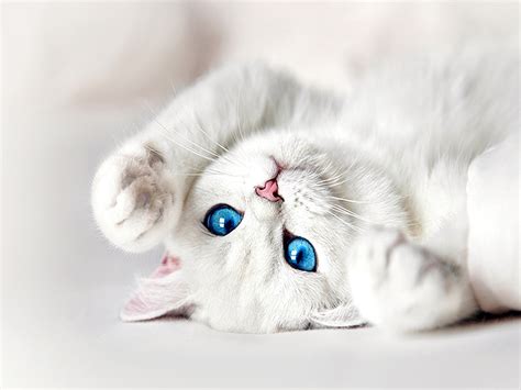 White Kitten with Blue Eyes Wallpaper | Cat with blue eyes, White cats, White kittens