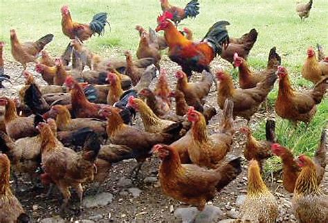 All about the Philippine native chicken breeds - Chicken Breed Guide